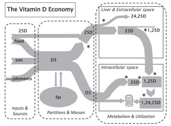 Vitamin D diagram is.gd/heaney2014